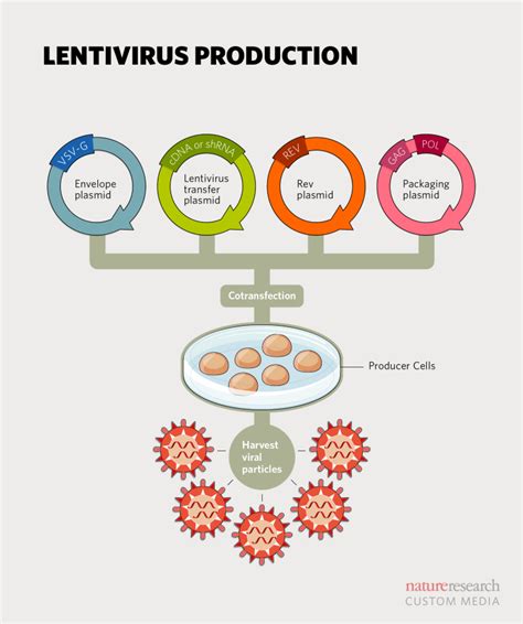 lentiviral vectors in therapy.